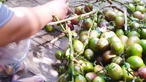 prime matoa fruit harvest