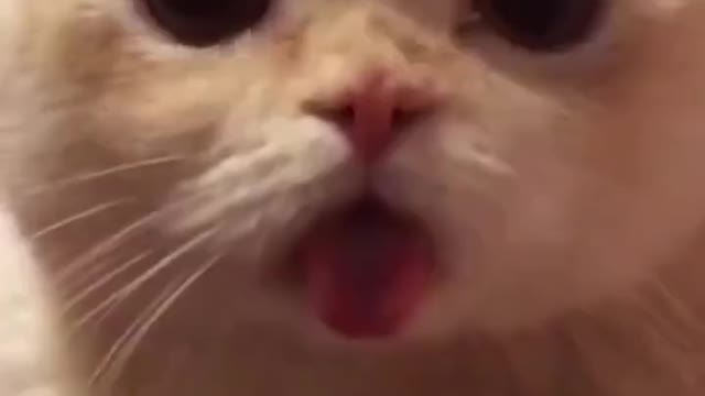 The cat with its tongue out