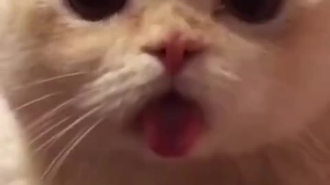 The cat with its tongue out