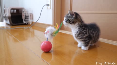 Funny cat and chicken