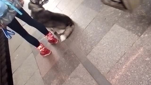 cuteness dog with a little girl waiting metro