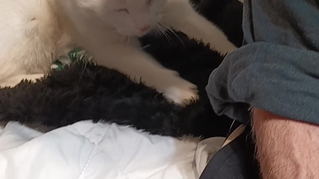 Bruno Seems to Like Tim, My New Housemate