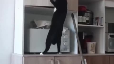 Funny animals