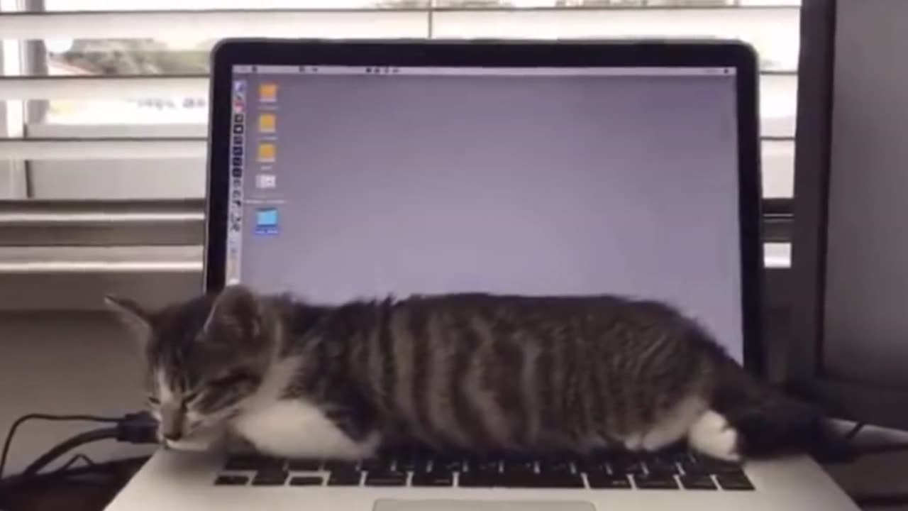 "Hilarious Hijinks: When a Funny Cat Meets a Laptop!"