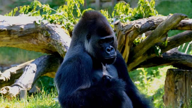 Gorillas eat leaves and catch mosquitoes so cute