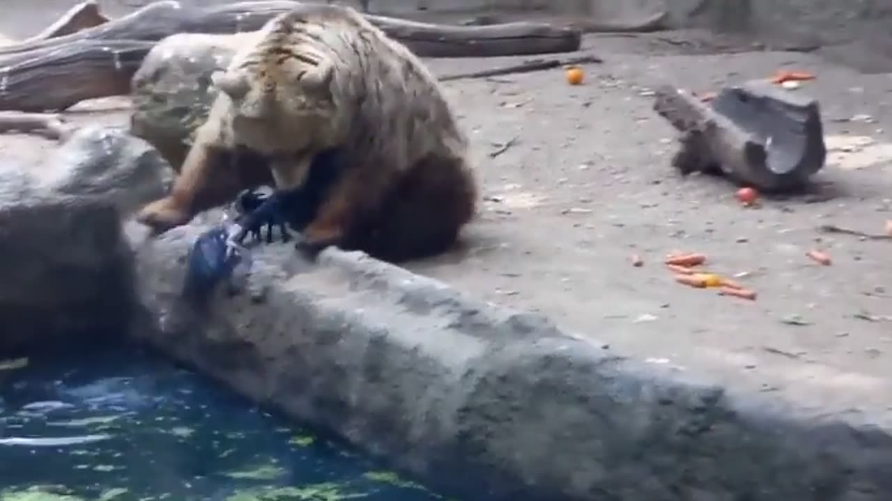 A strange situation of a bear saving a crow after it fell into the pond