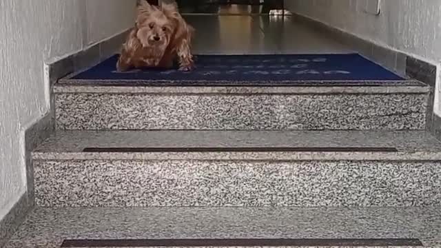 Yorkie Wipes Paws Every Time She Goes Inside