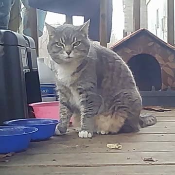 EA S76 - Paranoid Cinnamon