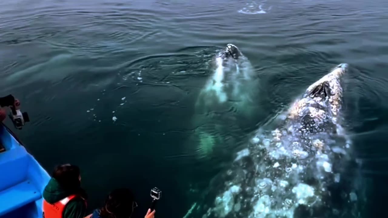 A whales floating in water|| 🐳