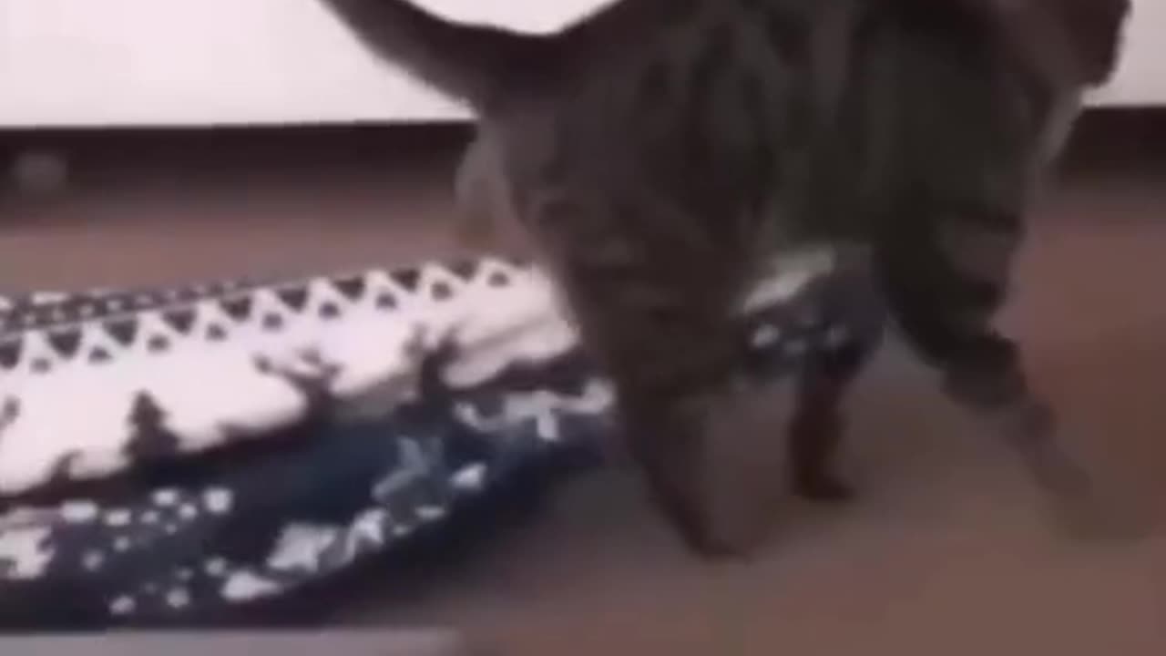 Cat funny videos 🤣🤣🤣