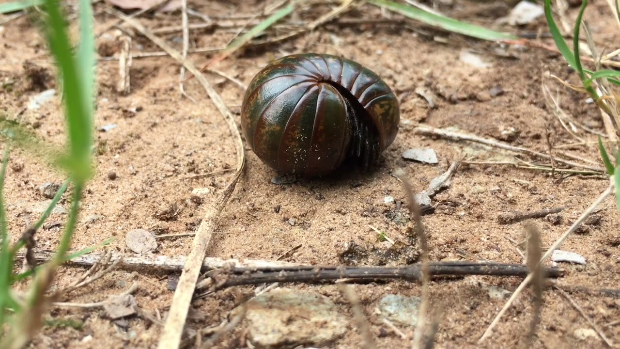 An Insect Curls Before Crawling On The Ground