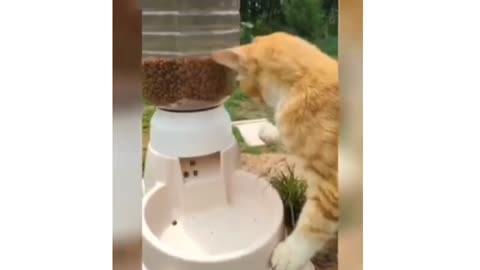Mouse vs cat game cat funny cats