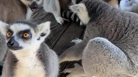 A group of ring-tailed monkeys