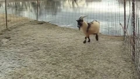 This is why GOATS&SHEEP are the FUNNIEST ANIMALS