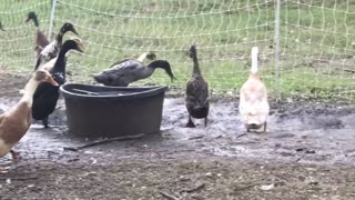 Ducks fight over a frog