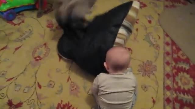 Baby boy does weimaraner impression