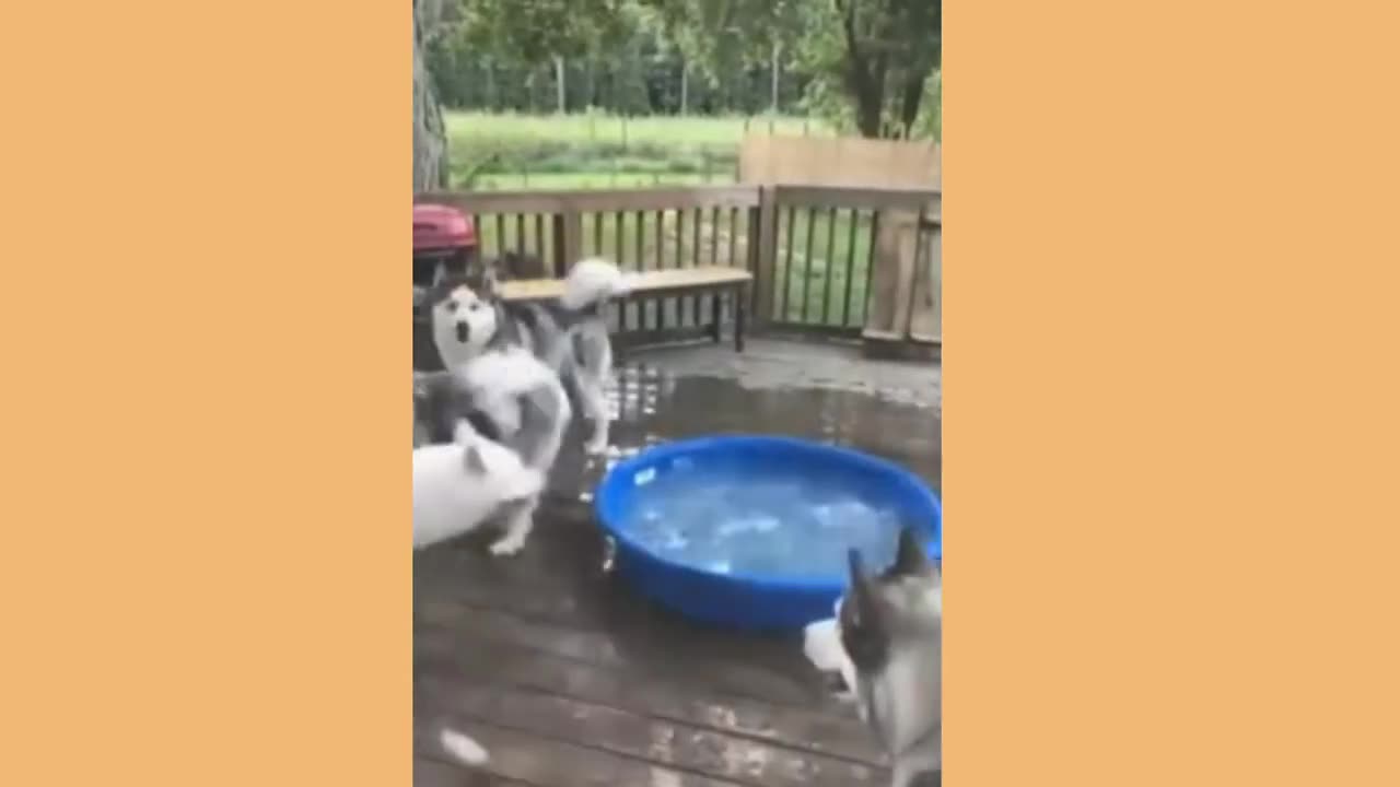 Funny dogs