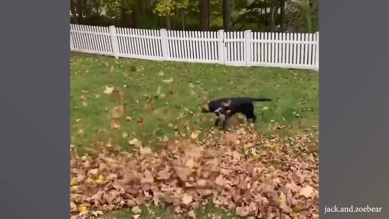 funniest cats and dogs video :))