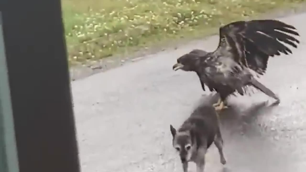 Alaskan dog protects sister from eagle attack😱😱😱