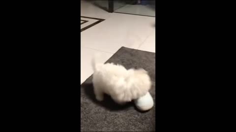Baby cat very funny video
