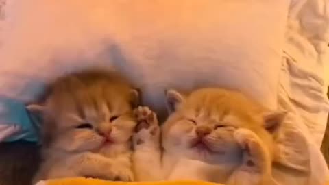 Funny and Cute Cats Videos #440