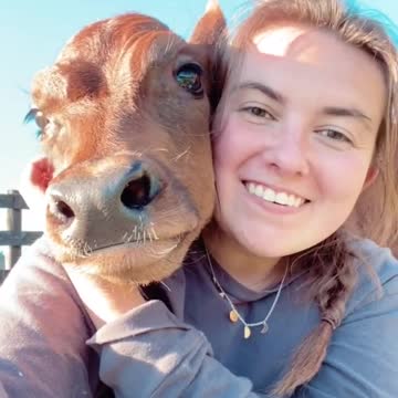 Cow youngster loves to cuddle with human