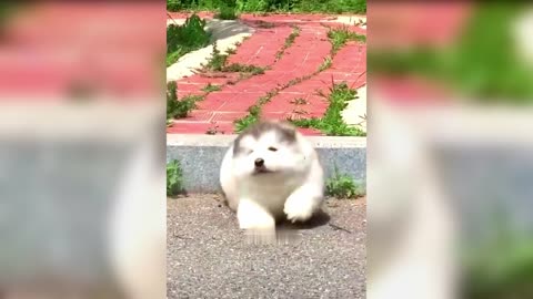 Laugh Overloads 😂 Funniest Cats and Dogs 😺🐶