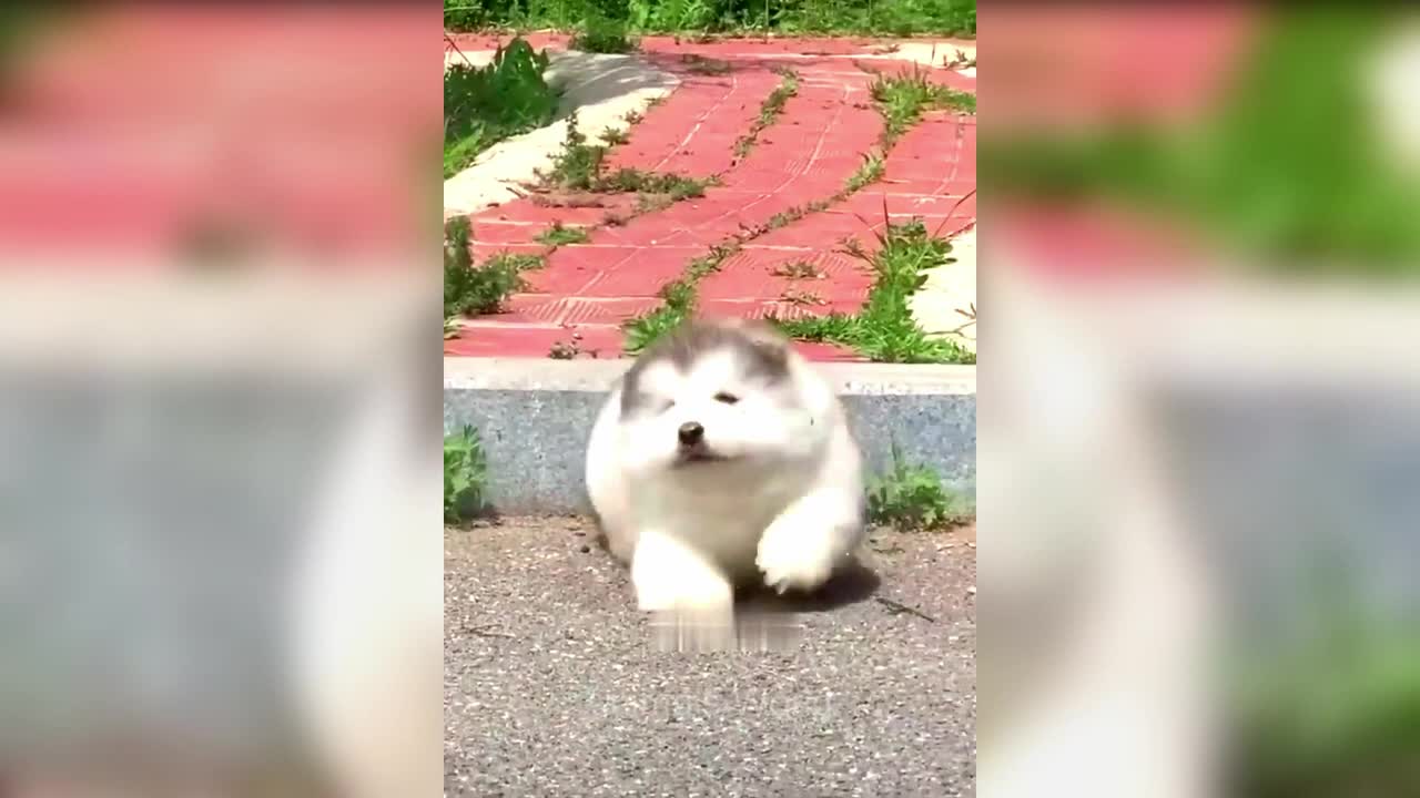 Laugh Overloads π Funniest Cats and Dogs πΊπΆ