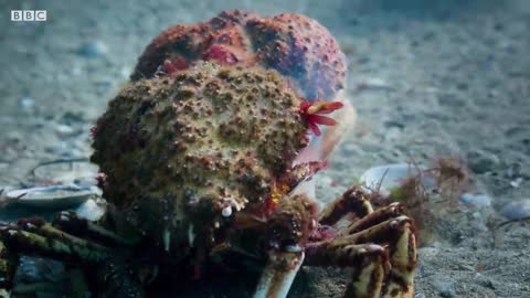 Stingray Ambushes Army Of Crabs | Blue Planet II | BBC Earth