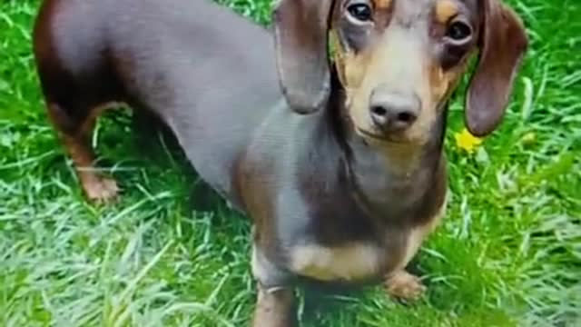 Golden Retriever/dachshund 'hybrid' baby