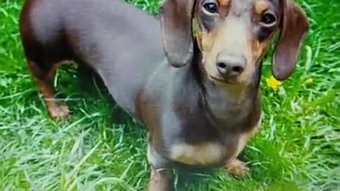 Golden Retriever/dachshund 'hybrid' baby