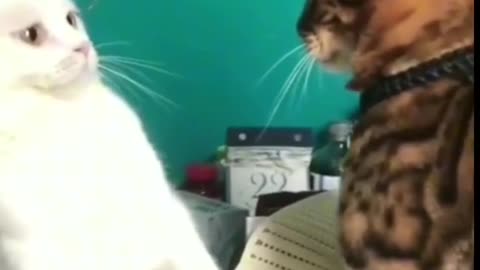 Funny cat video funny video