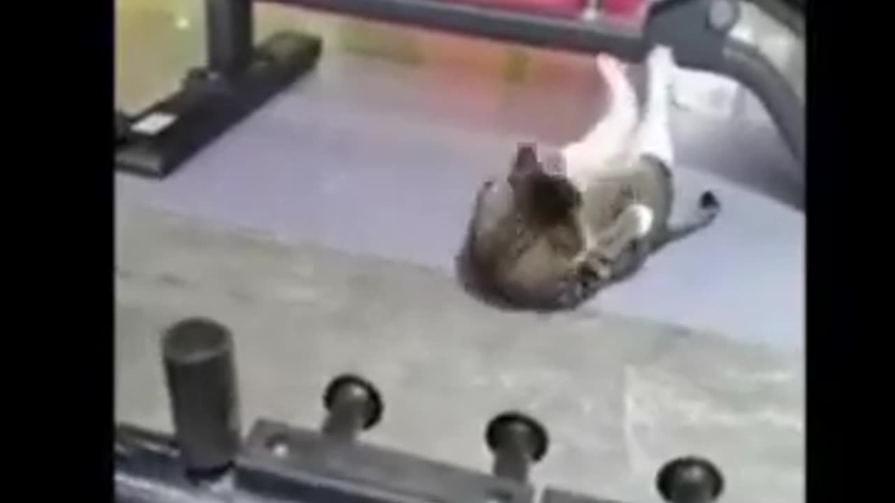 Funny Animal Videos 🤣 Funniest Cats and Dogs Videos 2024