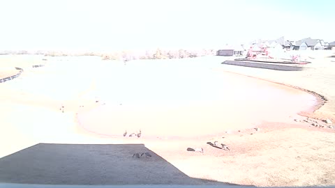 The Pond