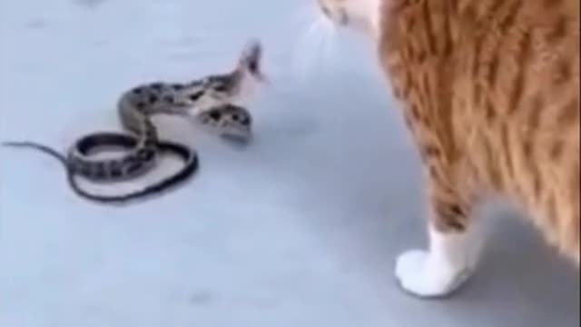 cat vs snake fight