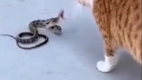 cat vs snake fight