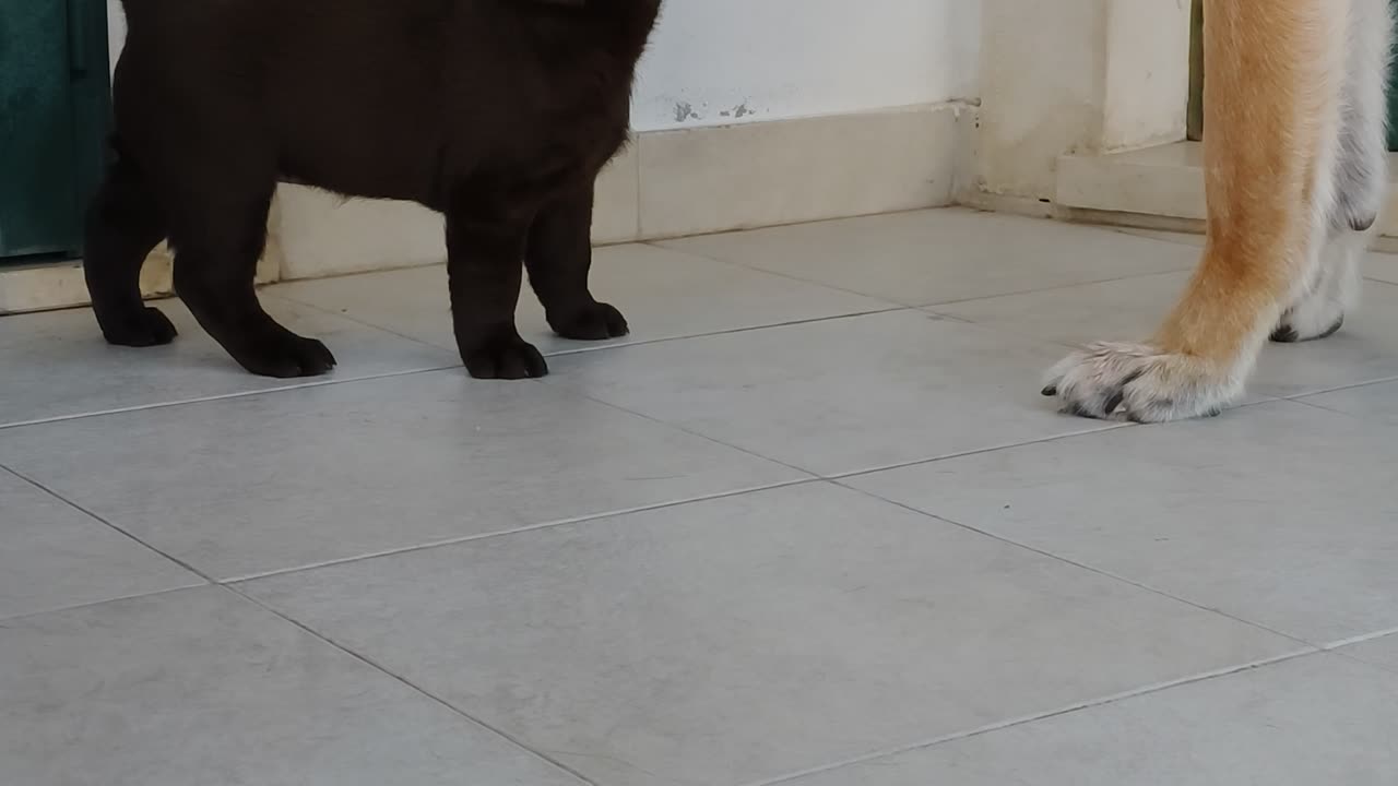 Baby labrador playing with German shepherd