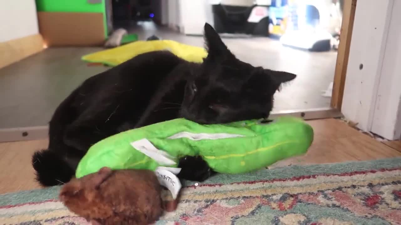 Kitty absolutely loves playing with her hilarious new toy