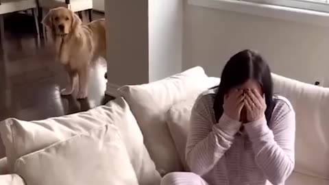 Funny cat and dog video compilation