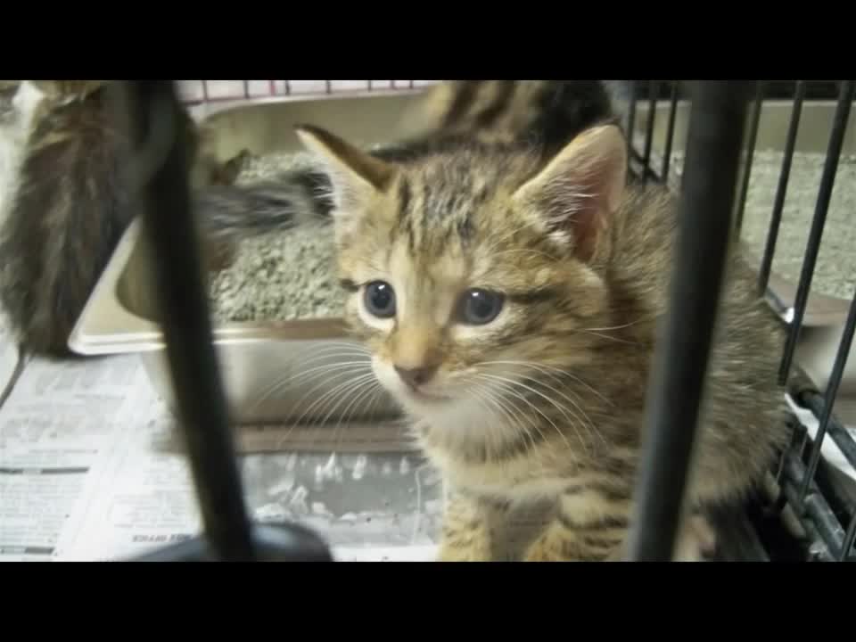 Cut Overload - CUTE kittens