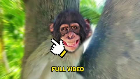 Funny video monkey 2023 cute cute ,Funny animals
