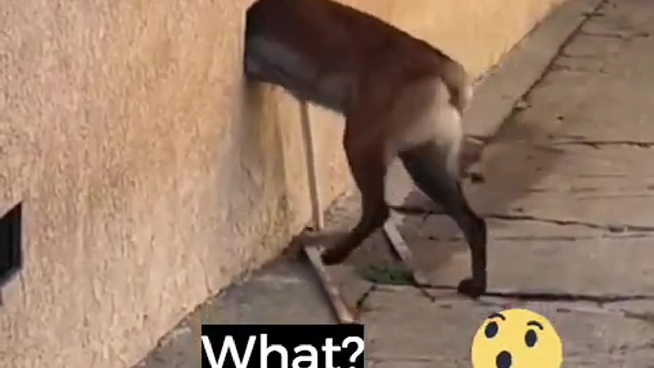 Dog funny video (part3)