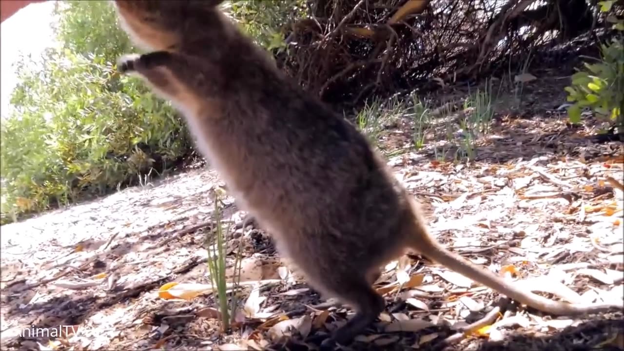 Cute Quokka