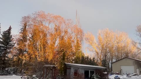 Sun Lit Tree Tops at Sunset