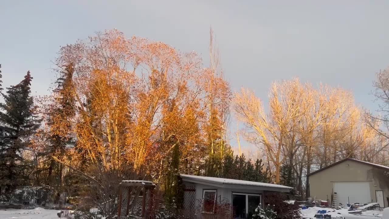 Sun Lit Tree Tops at Sunset