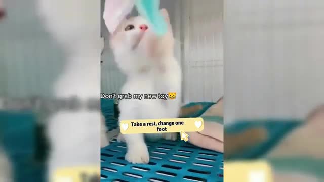 Funy Cats Ameazing Movement