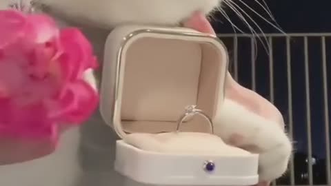 🐾😻Will you marry me‽