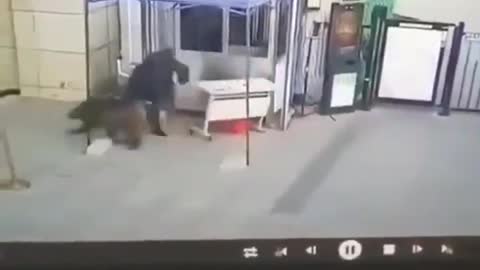 Wild Boar vs Security Guard.