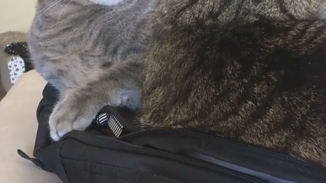 cats live their lives to the fullest