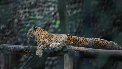 Leopard sitting and having fun in the forest | Leopard | Forest | Heaven of Nature